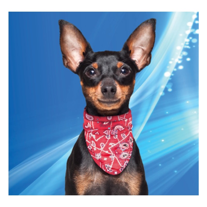 Aqua Coolkeeper BANDANA rafraîchissant pour chien - Red Western