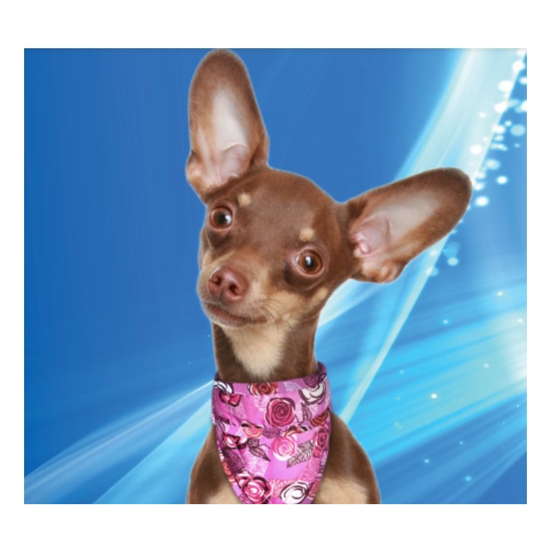 Aqua Coolkeeper BANDANA rafraîchissant pour chien - Roses